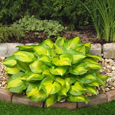 Hosta 'Lakeside Banana Bay'